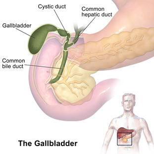 Gallbladder Problems Signs Symptoms and When to Seek Care